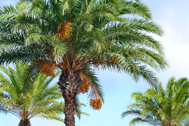 宮崎のリゾートにあるヤシの木