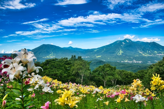 斑尾高原の夏風景