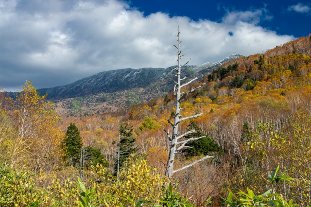 晴れ渡った青空､秋の志賀高原
