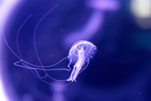 海中水族館シードーナツにいるクラゲ