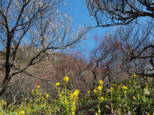 熊野古道を歩く