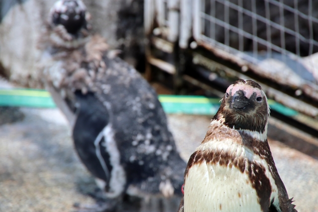 長崎ペンギン水族館のペンギン