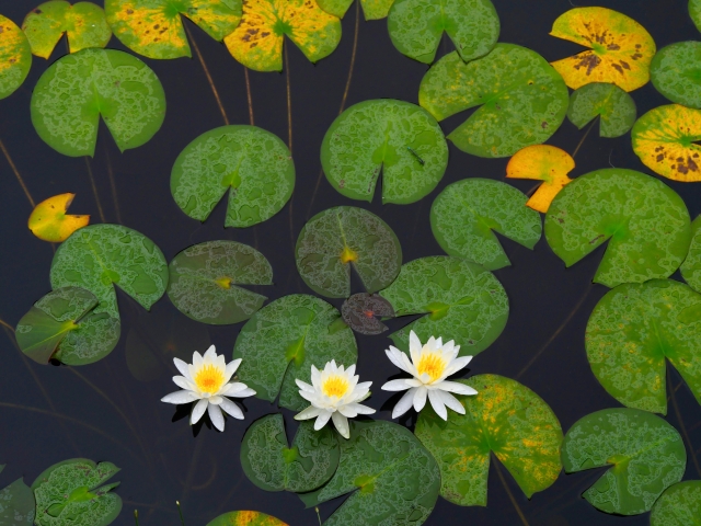 志賀高原のスイレン