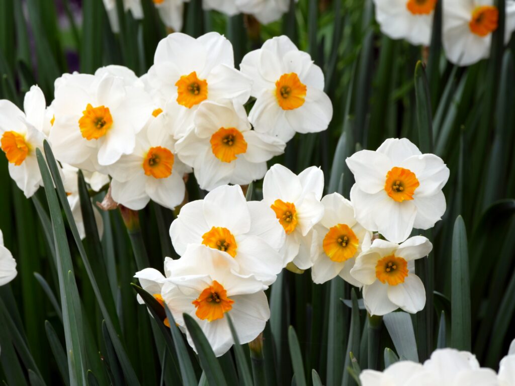 水戸市植物公園に咲く花のイメージ