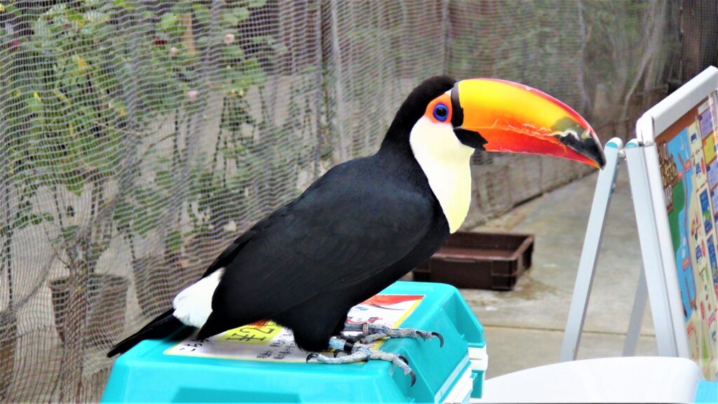 掛川花鳥園の鳥