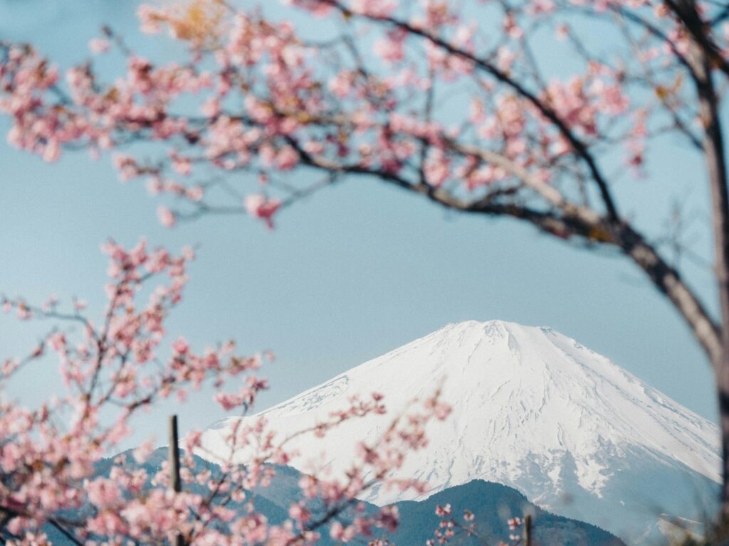 桜と富士山