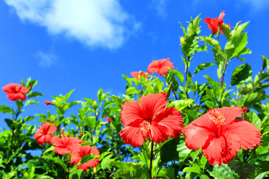 沖縄ハイビスカス