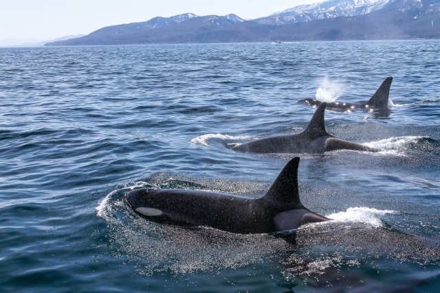 知床ネイチャークルーズで野生のシャチを観察