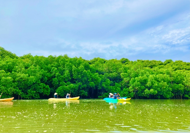 1月の石垣島のアクティビティでチャレンジしたい宮良川カヌーツアー