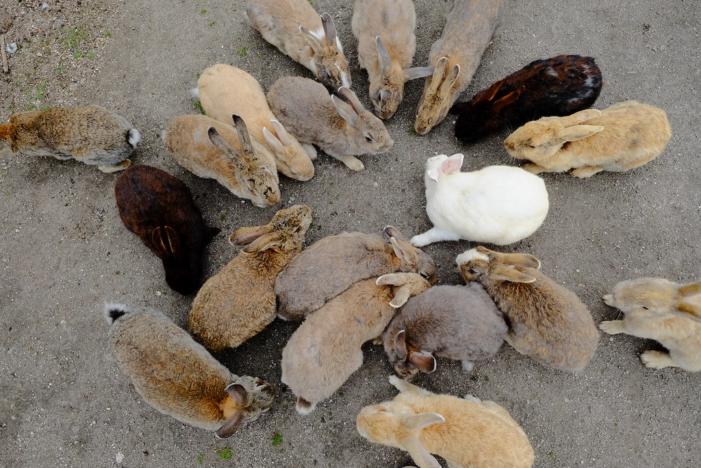 大久野島のかわいいうさぎ