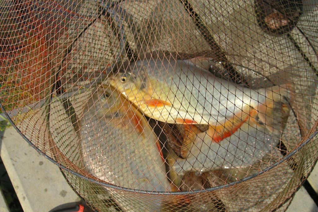 家族で楽しめる釣り堀体験