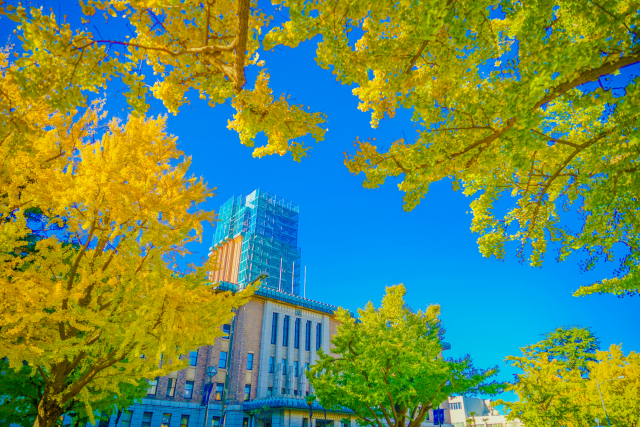 11月の美しい日本大通りのイチョウ