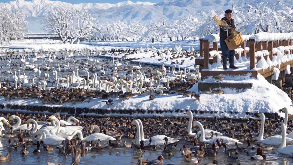 12月の新潟県観光にオススメ・阿賀野市に位置する瓢湖