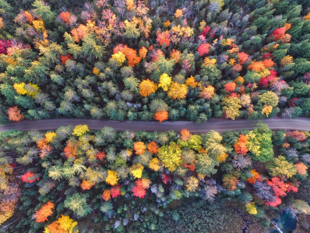 aerial photography of gray concrete road between assorted-color trees
