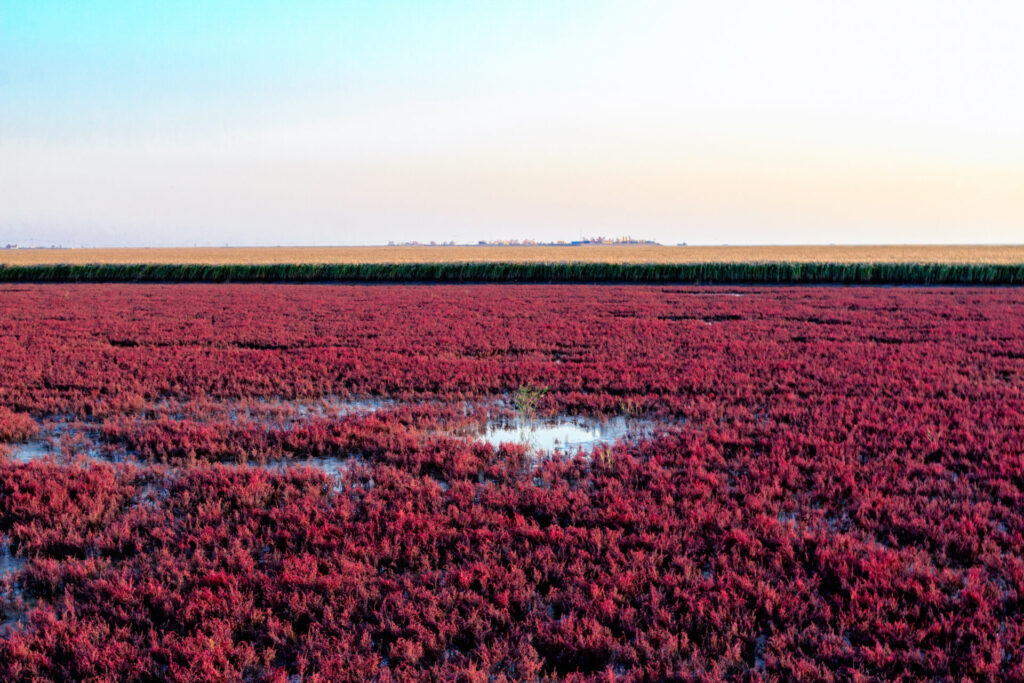 遼寧省にある赤の絶景、紅海灘風景区