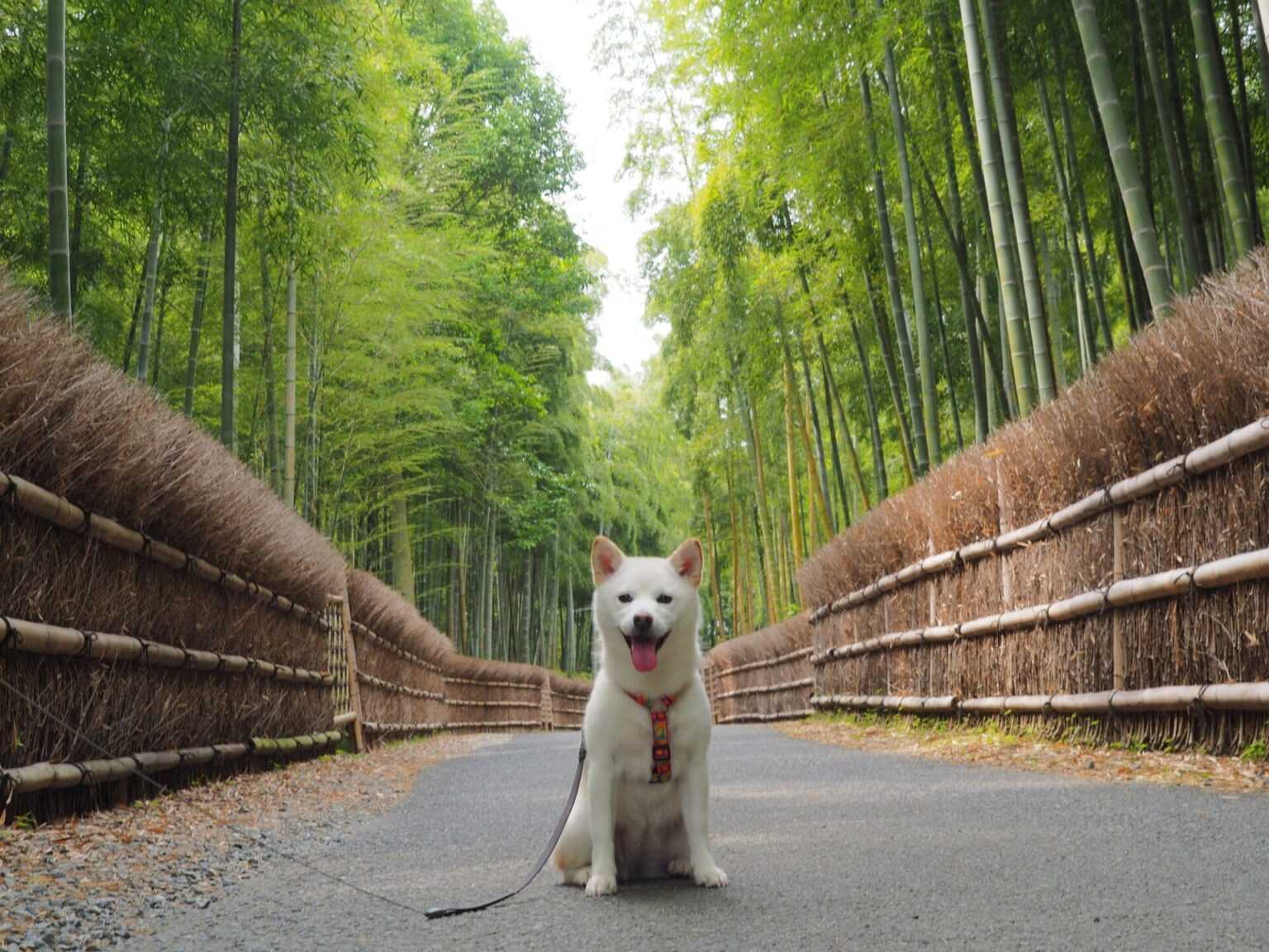 White dog in the middle of Arashiyama Bamboo Forest
