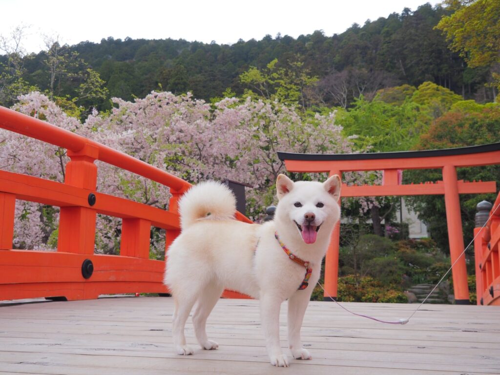 大阪の桜の名所 勝尾寺と犬