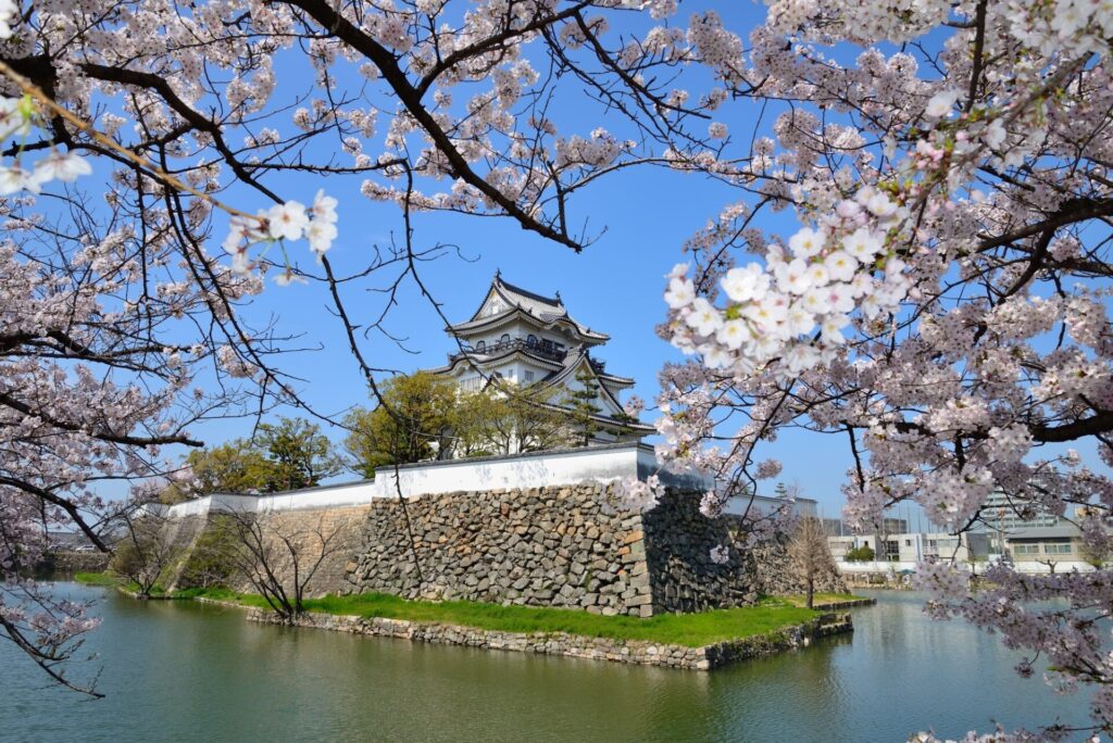 大阪の桜の名所 岸和田城
