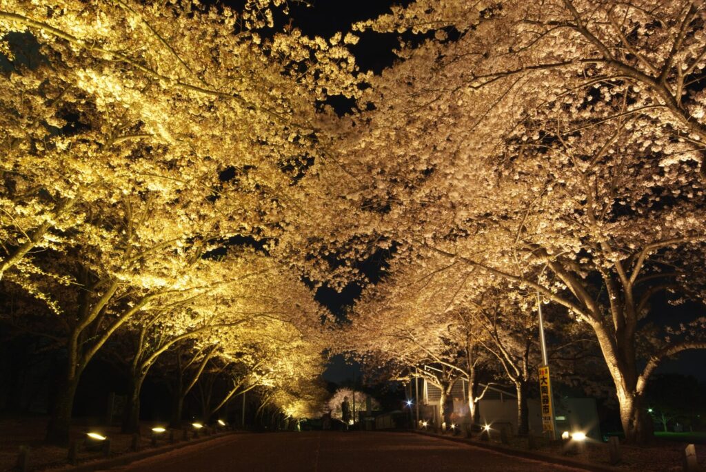大阪の桜の名所 万博記念公園