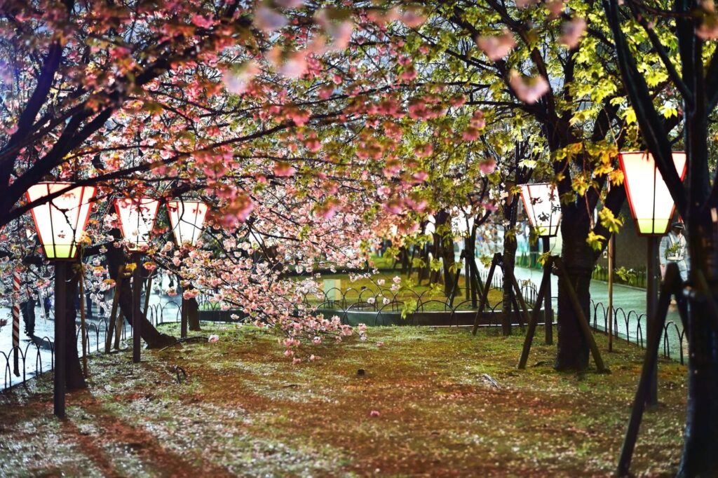 大阪の桜の名所 造幣局 桜の通り抜け