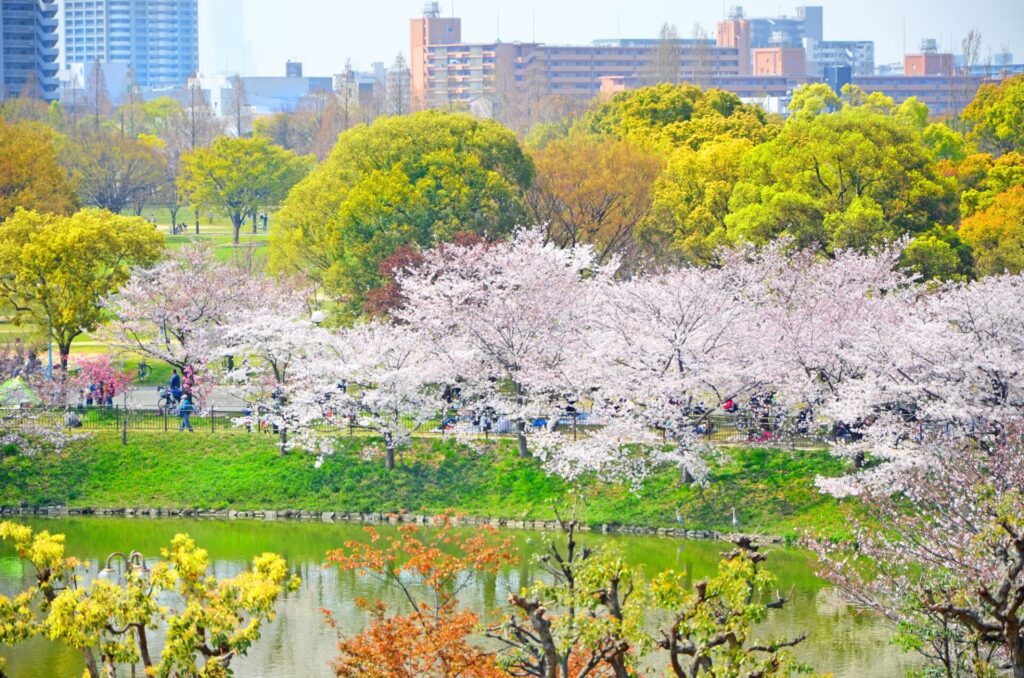 大阪の桜の名所 花博記念公園鶴見緑地