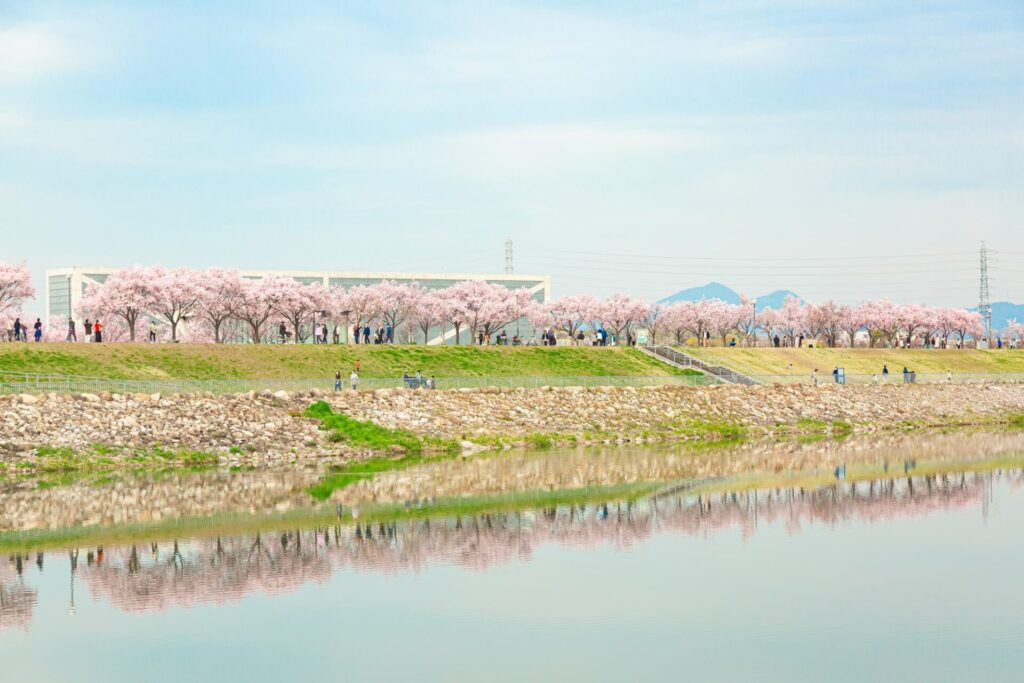 大阪の桜の名所 狭山池公園