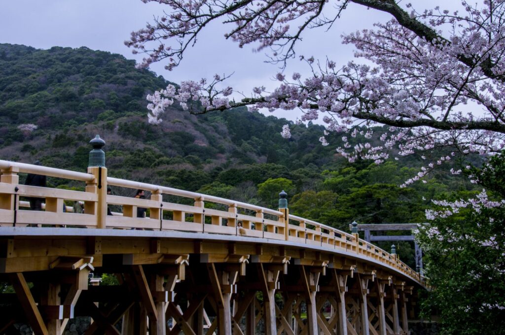 三重の桜の名所 五十鈴川沿いの桜並木