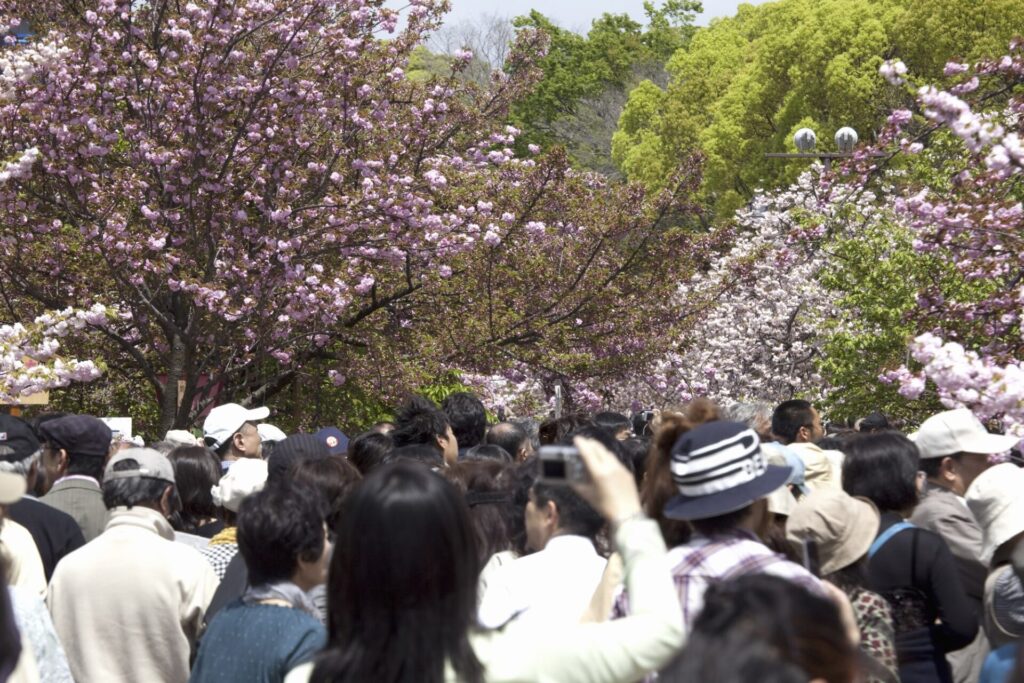 大阪の桜の名所 造幣局 桜の通り抜け