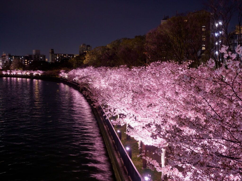 毛馬桜之宮公園の夜桜