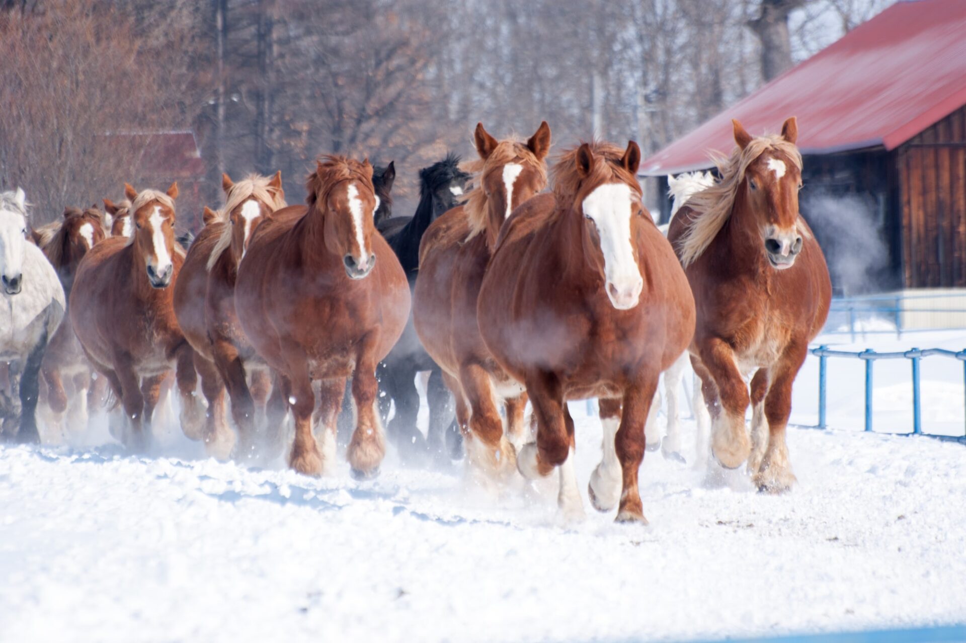 ばんえい十勝_帯広競馬場