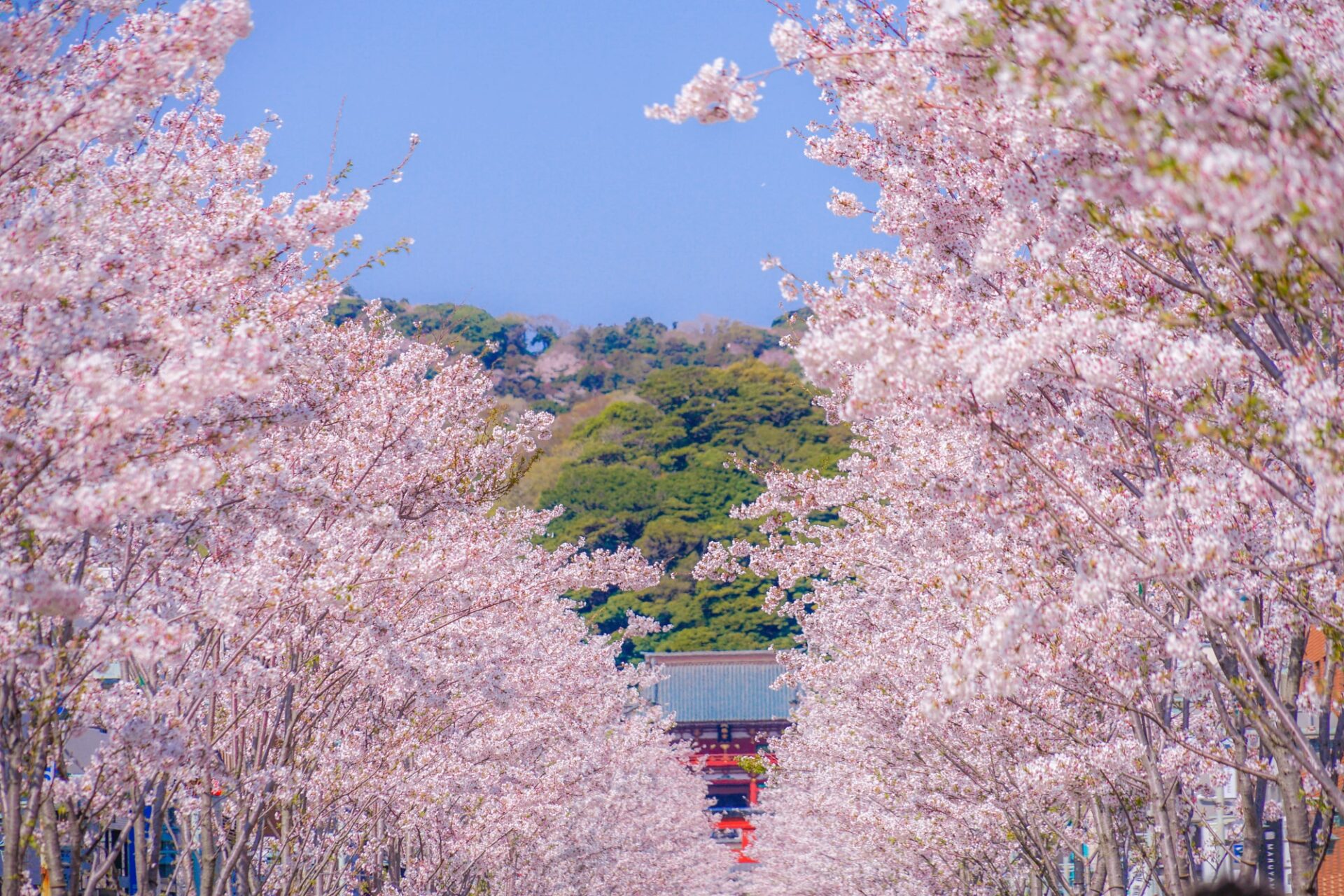 鶴岡八幡宮の桜並木