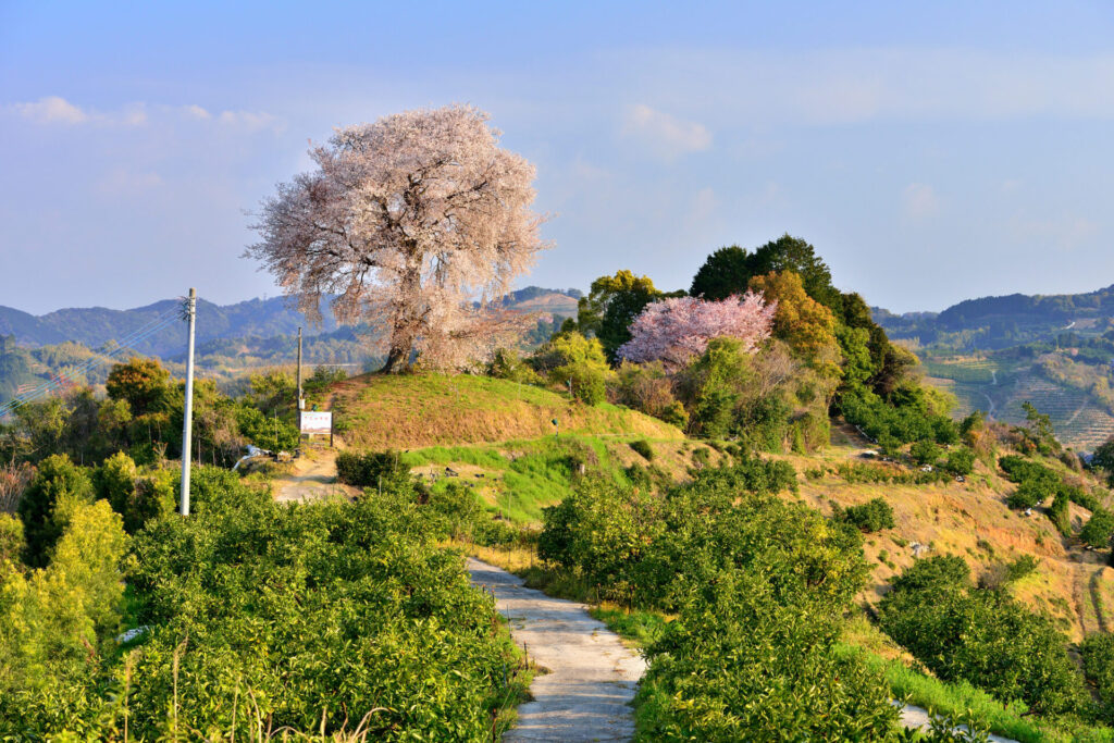 みやま市でおすすめの観光スポット「天保古山の『平家一本桜』」の景色