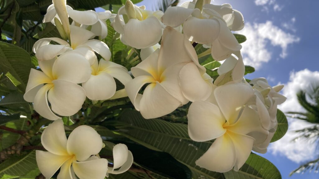 ハワイ 絶景_まとめ