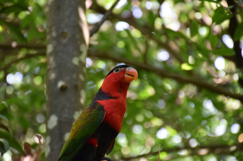 ワイルドライフ・シドニー動物園