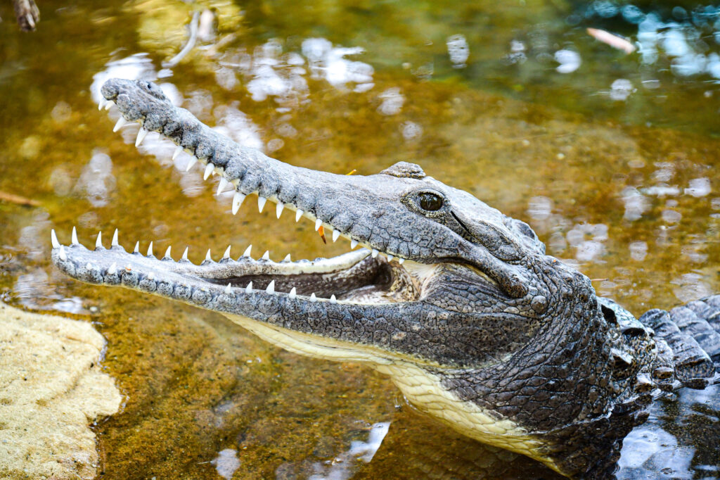 タロンガ動物園