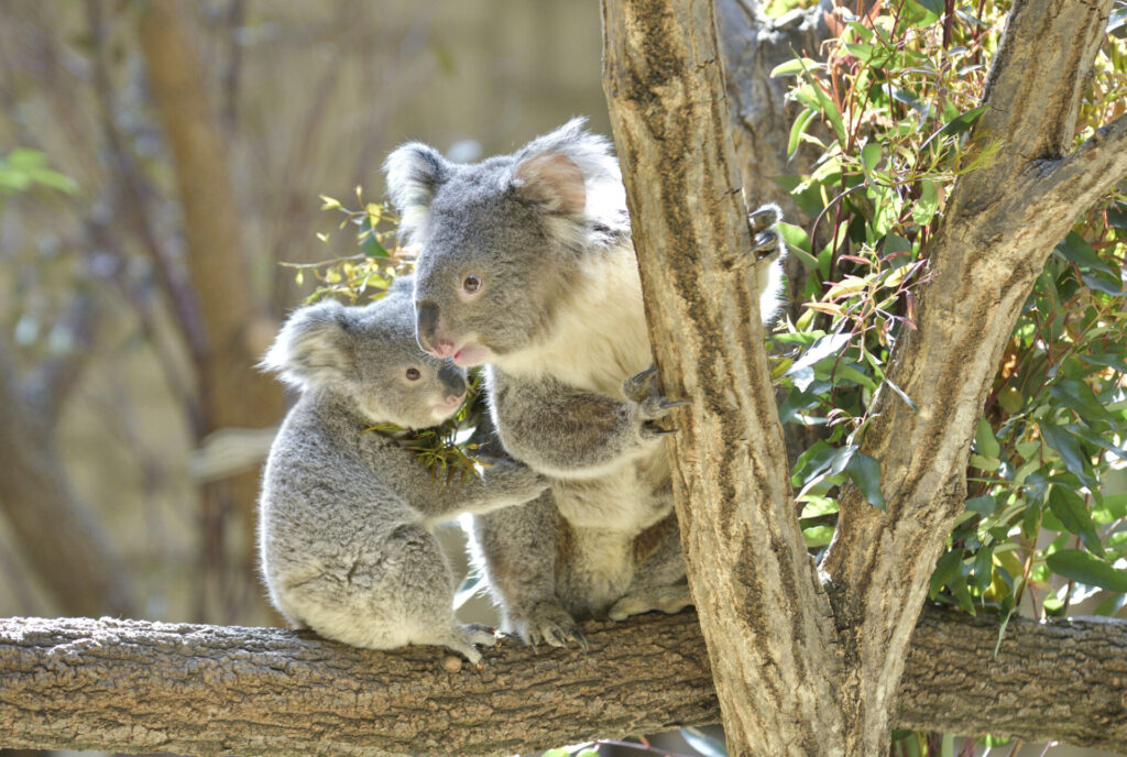 シドニー動物園おすすめ_アイキャッチ