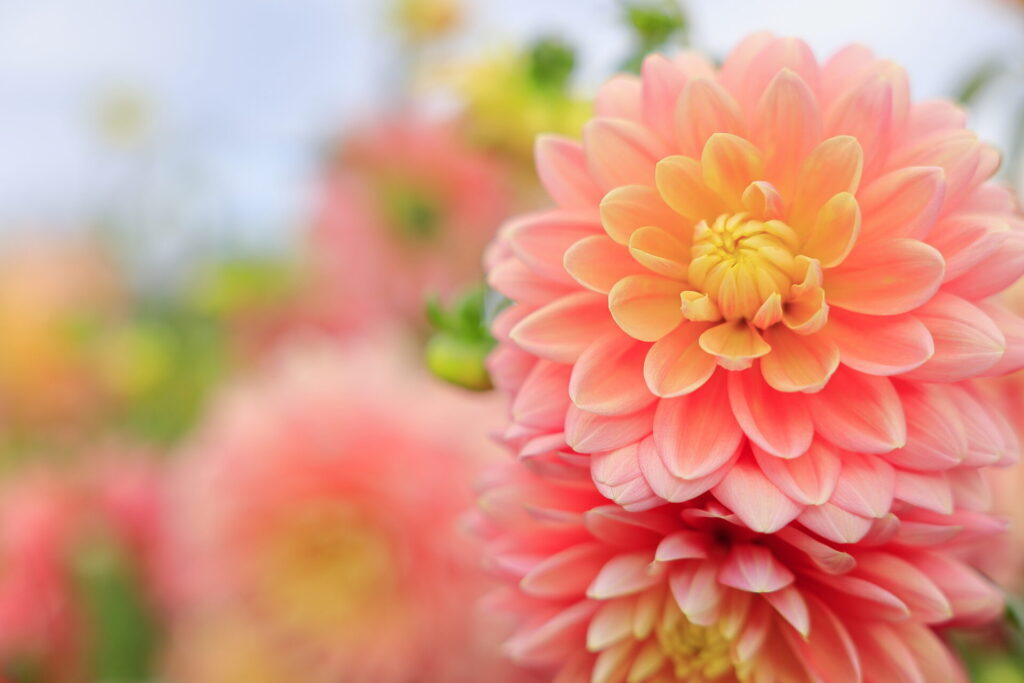 奈良の歴史と文化を体験するデートコース