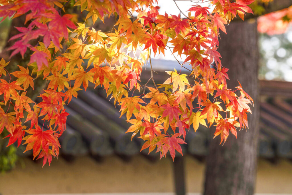 まとめ|高台寺の紅葉狩り、楽しむ準備はできましたか?