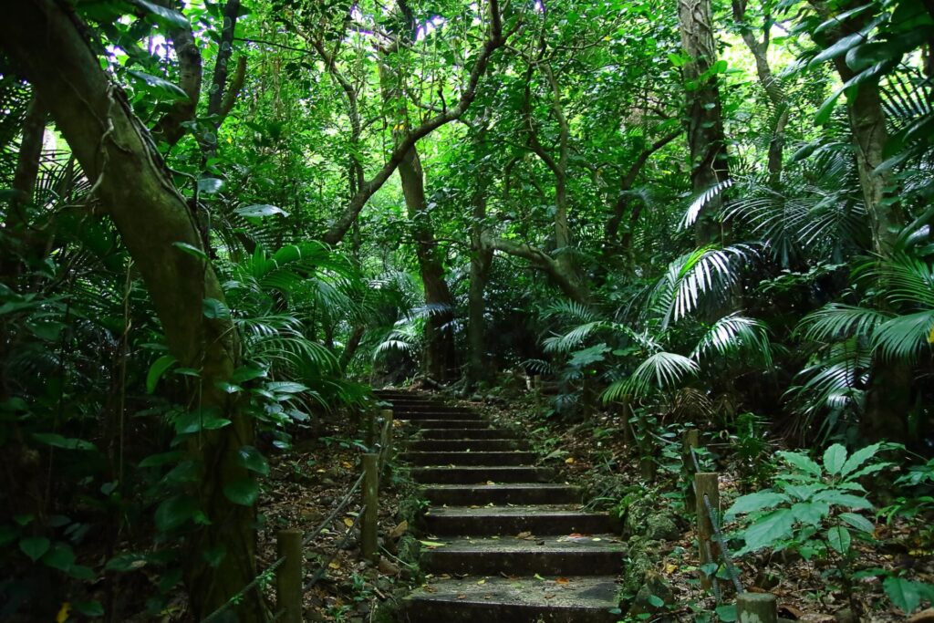 石垣島のヤエヤマヤシ群落