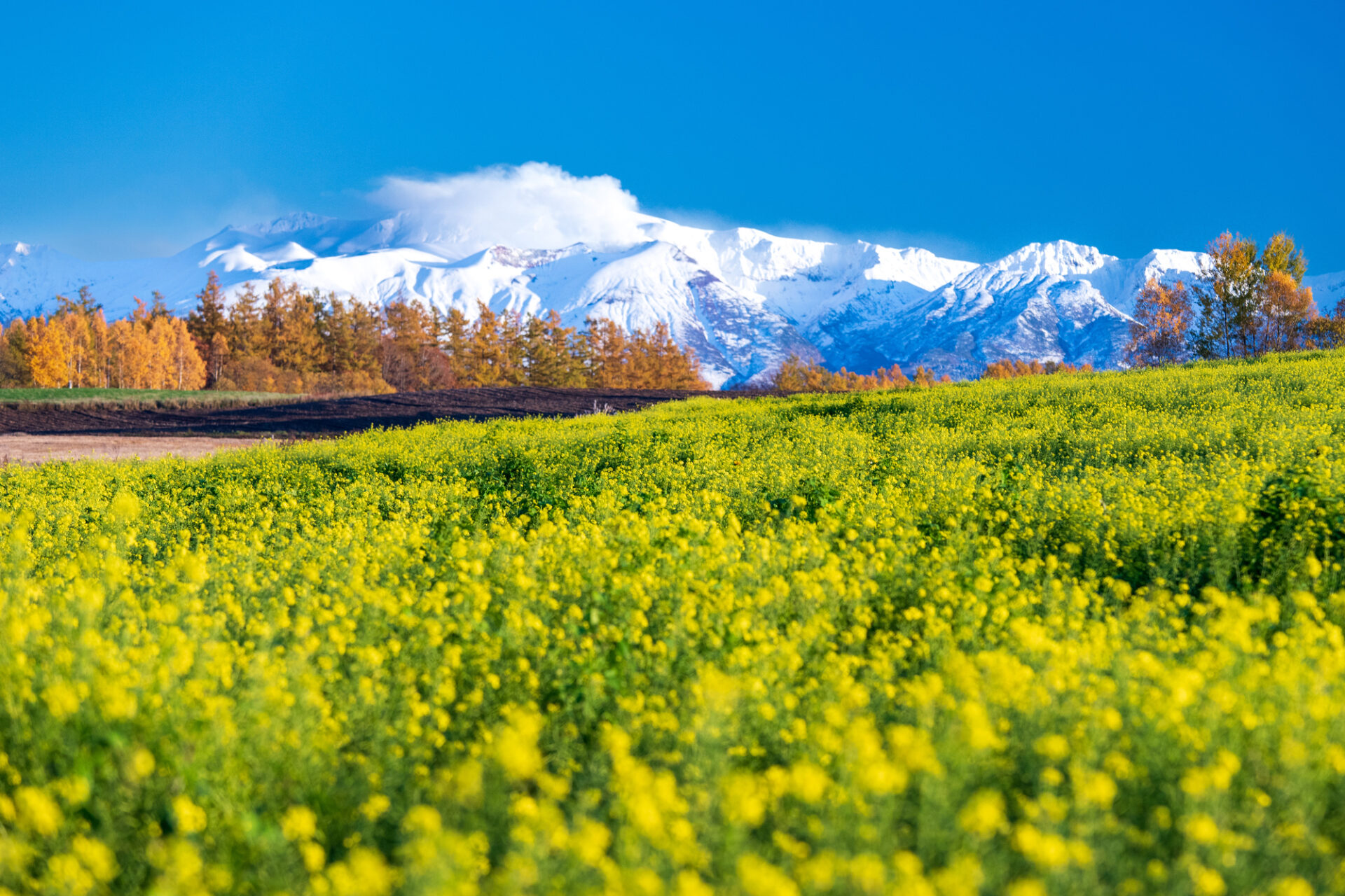 北海道 美瑛 富良野 モデル コース 日帰り