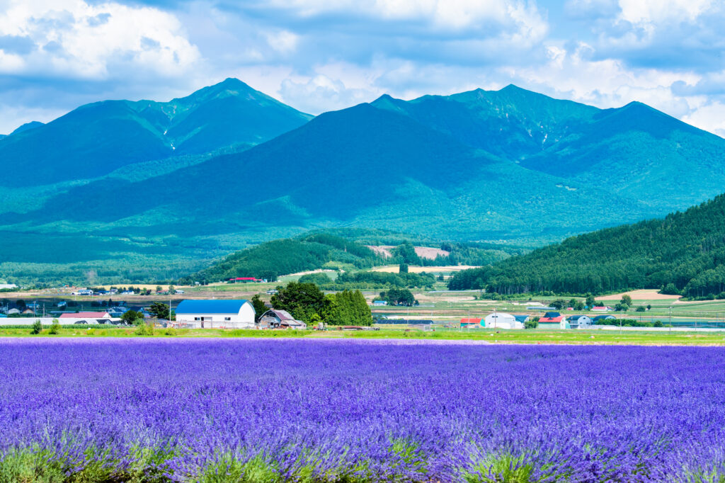 富良野のラベンダー畑