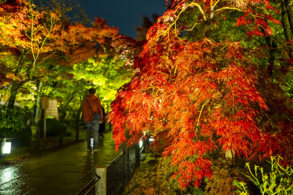 京都夜の紅葉