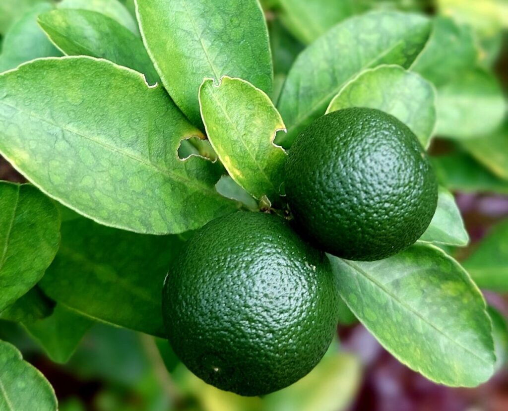 フィリピンのグルメ