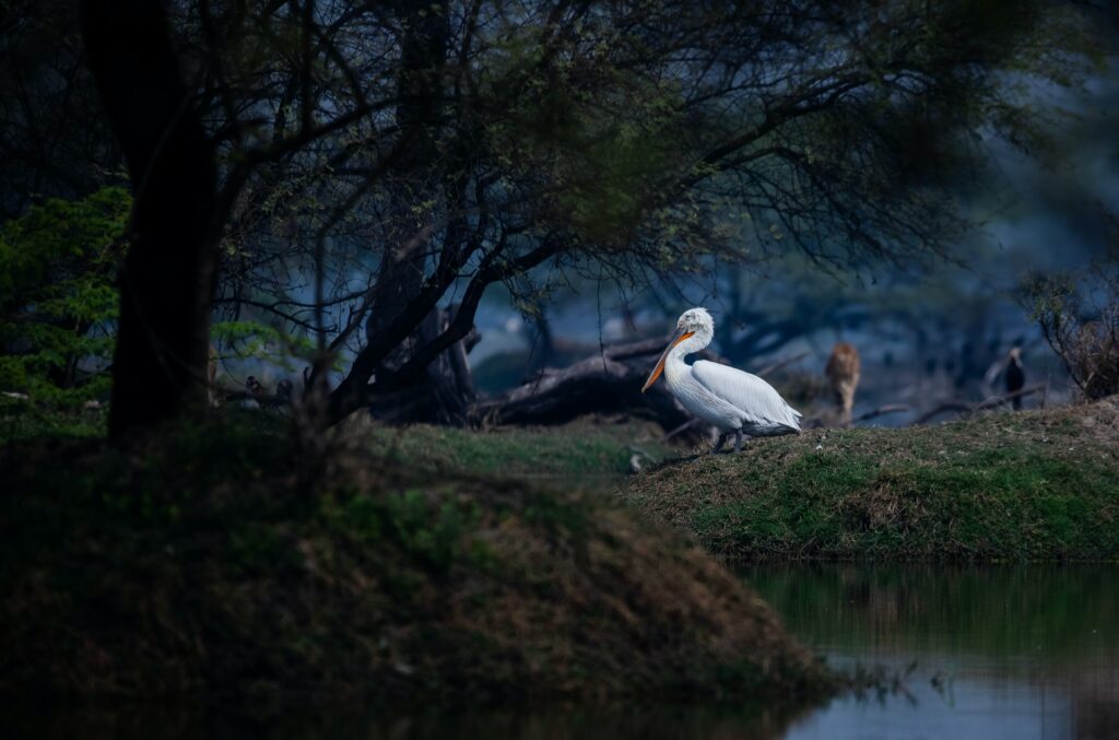 ケオラデオ国立公園