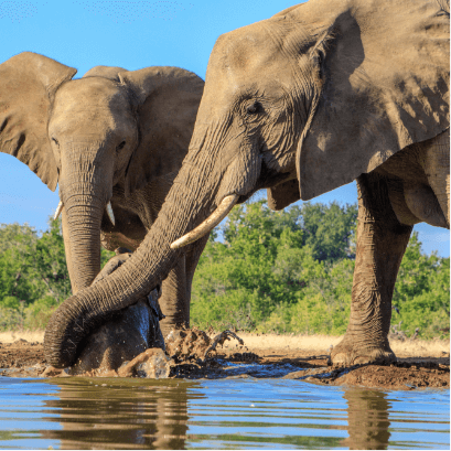 ビッグセブンサファリ