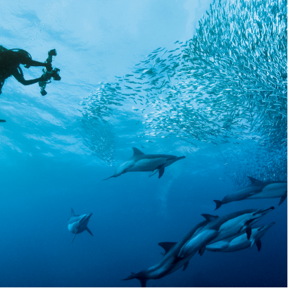 サーディンラン