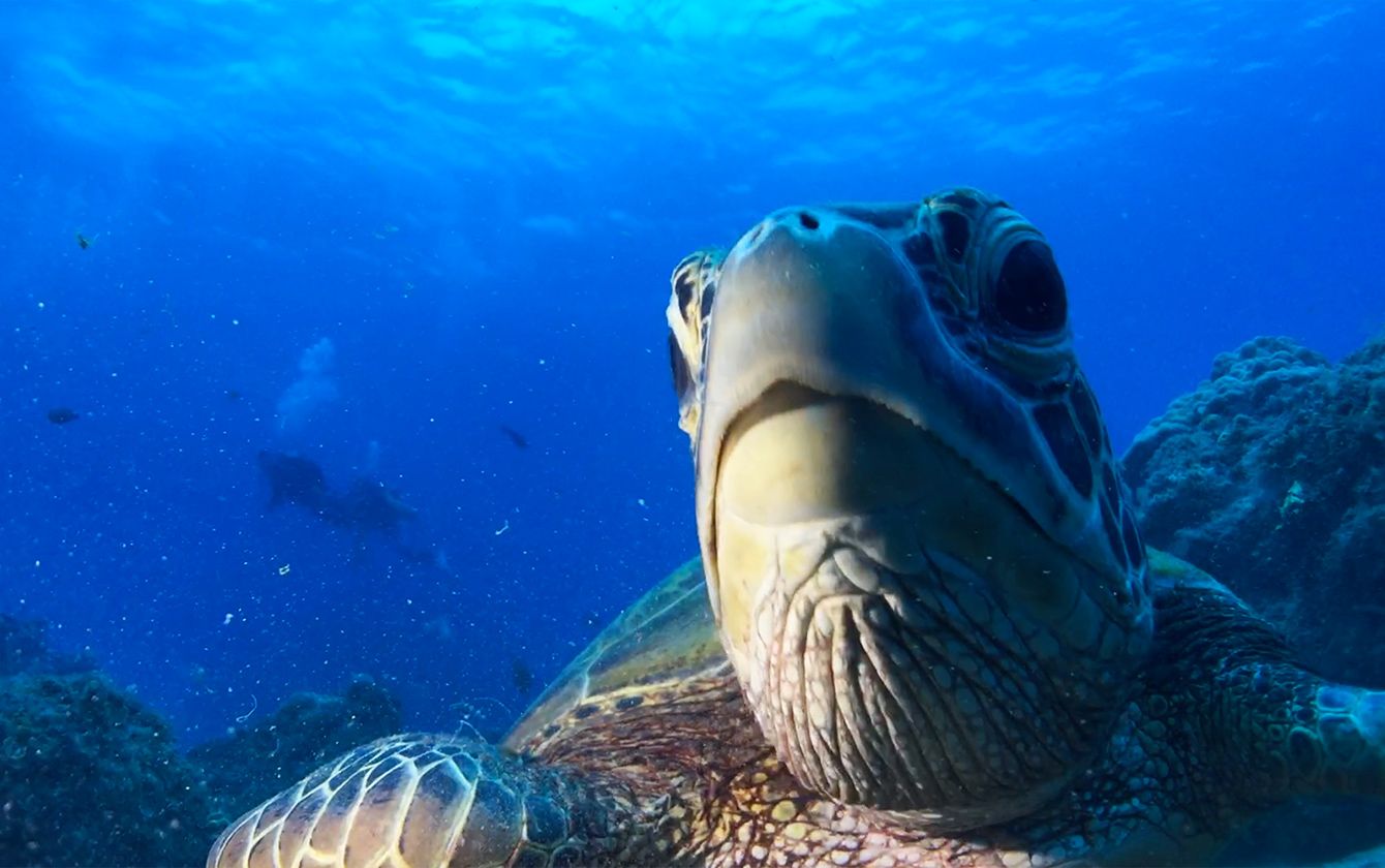 ラウラウビーチ