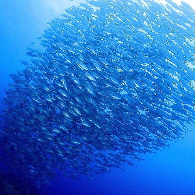 クロノスオーシャンフィールド 大物・群れとの遭遇を目指すドリフトダイビング