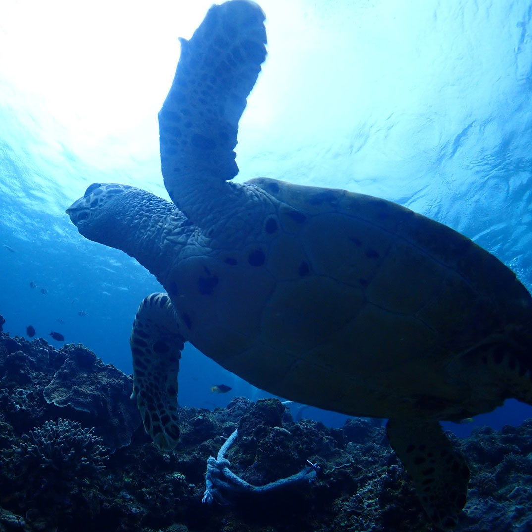ダンクダイビング はじめてのドリフトダイブを応援！