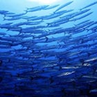 バラクーダの群れ